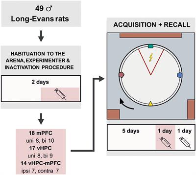 Transient Inactivation of the Medial Prefrontal Cortex and Ventral Hippocampus Impairs Active Place Avoidance Retrieval on a Rotating Arena